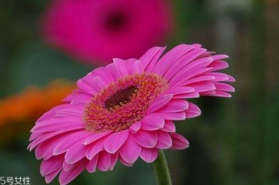 ​什么是扶郎花呢 扶郎花有什么作用呢