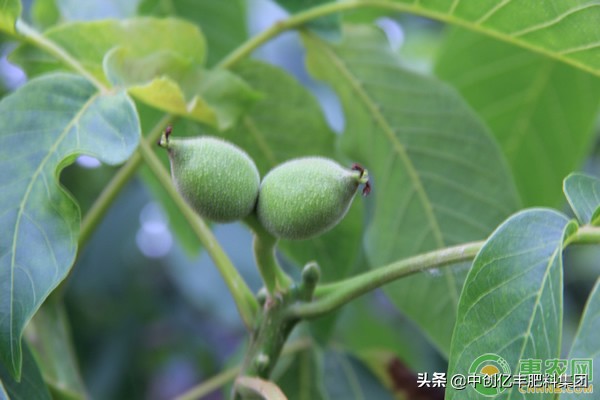 核桃什么时候成熟采摘(核桃的最佳采收时间)