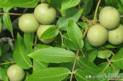 ​核桃什么时候成熟采摘（核桃的最佳采收时间）