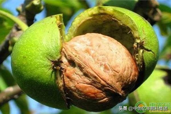 核桃什么时候成熟采摘(核桃的最佳采收时间)
