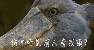 ​爱鸟日|不开玩笑认真说，你一定不认识北京的这些鸟儿
