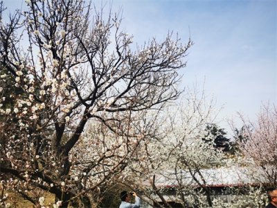 ​花漾李沧 梅好相约 青岛梅花节吸引全国游客踏青赏梅