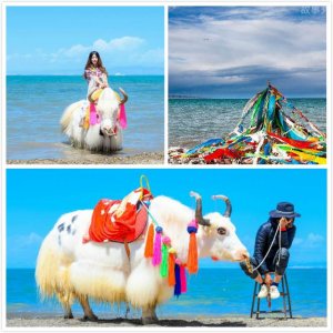 ​青海湖最佳旅游攻略（畅游青海湖的必备指南）