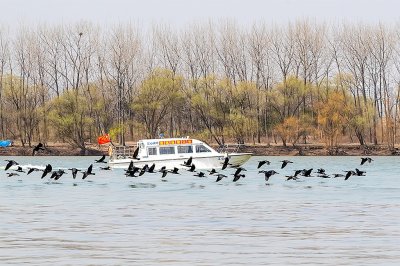 ​鹰击长空 鱼翔浅底，长江禁渔显成效