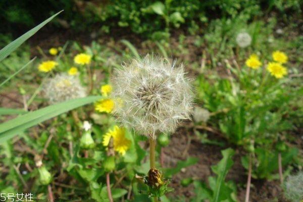蒲公英泡水能天天喝吗 蒲公英泡水喝的禁忌 蒲公英泡水能天天喝吗 蒲公英泡水喝的禁忌