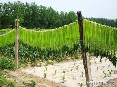 ​邳州苔干在明清时期被称为“贡菜”，关于它的“传说”你了解吗