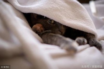 ​猫咪尿血了怎么办？怎么通判断猫咪生病了？