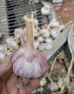 在农村适合种植什么最赚钱(现在在农村种植什么赚钱)