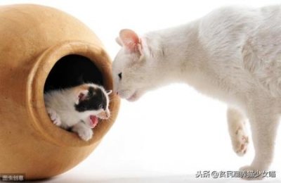 ​中国十大比特犬排行榜 ，中国比特犬名犬排行