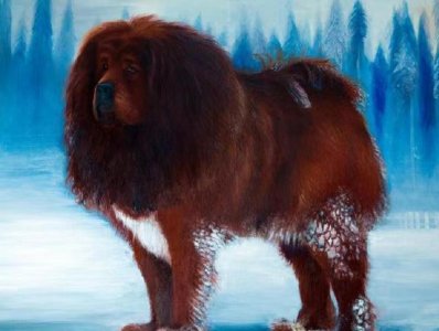 ​疯狂的藏獒：从百万名宠到流浪野犬，追雪豹退棕熊已成高原新霸主