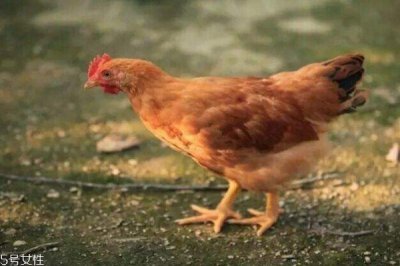 ​童子鸡是什么鸡 童子鸡的营养价值