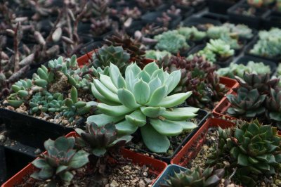 ​别人的多肉貌美如花，你的多肉徒成了狗，哭死