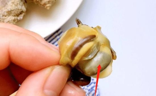 海螺的苦胆能吃吗