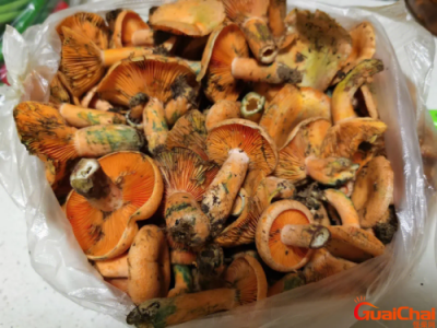 ​枞树菌有毒吗？枞树菌的营养价值及功效