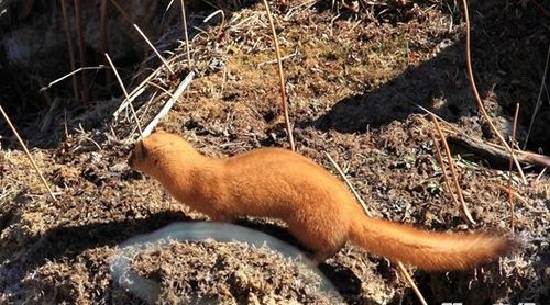 黄鼠狼是国家几级保护动物