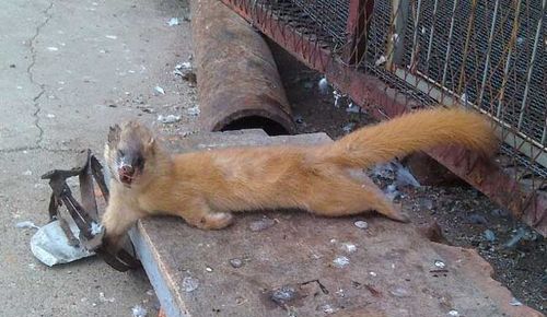 刺猬和黄鼠狼是国家保护动物吗