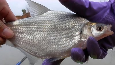 ​鳊鱼钓底还是钓浮（钓鳊鱼的时候需要注意哪些问题）