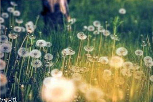 蒲公英有什么营养价值吗 蒲公英可以吃吗