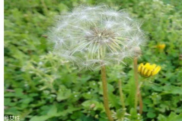 蒲公英有什么营养价值吗 蒲公英可以吃吗