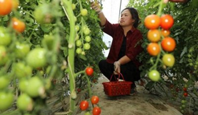 ​无棣：“冬暖式蔬菜大棚”富民