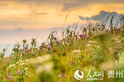 ​贵州韭菜坪：万亩韭菜花开引客来