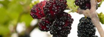 ​桑葚搭配什么去寒性,桑葚泡茶适宜搭配哪些食材 这样喝更滋补呢