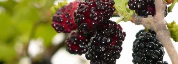 桑葚搭配什么去寒性,桑葚泡茶适宜搭配哪些食材 这样喝更滋补呢图1