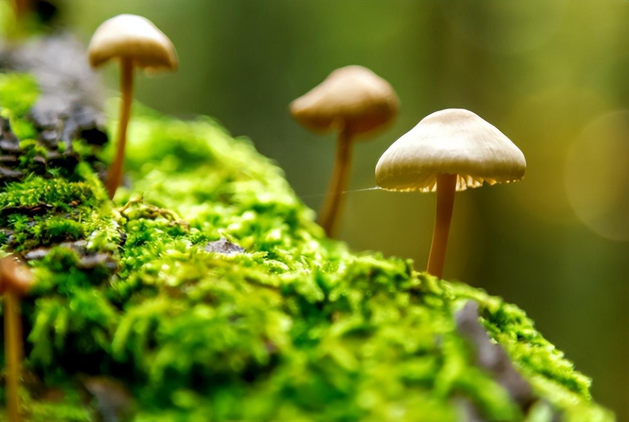 菌菇包买回家怎样种植视频（菌包在家怎么种植方法）