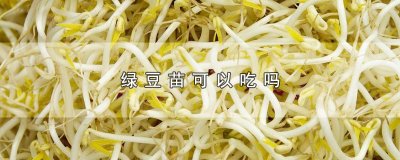 ​绿豆苗可以吃吗