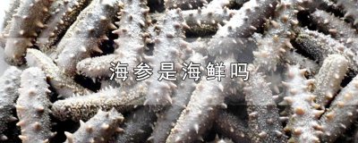 ​海参是海鲜吗