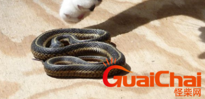 ​梦见蛇有什么预兆？梦见蛇好不好？