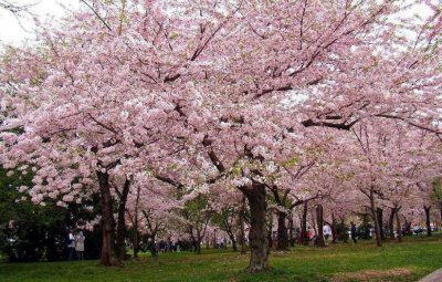 ​花语知识：樱花花语知识你知道多少？