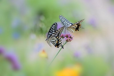 ​你知道农历七月十五是什么日子吗？听一段河南坠子告诉你