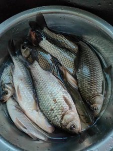 ​掌握这些钓鱼技巧，让你的渔获翻倍