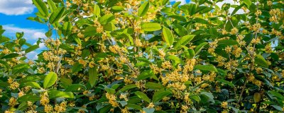 ​桂花的花瓣像啥