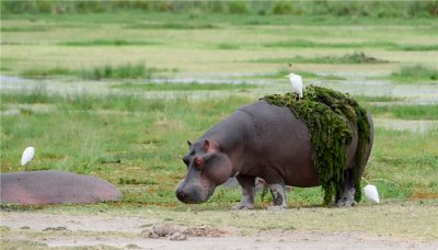 ​河马有天敌吗