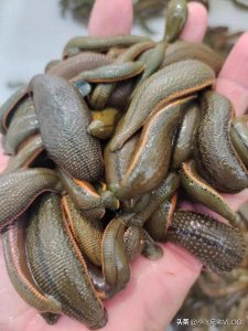 ​养水蛭赚大钱，当你还在害怕水蛭到时候，人家已经靠水蛭发大财了