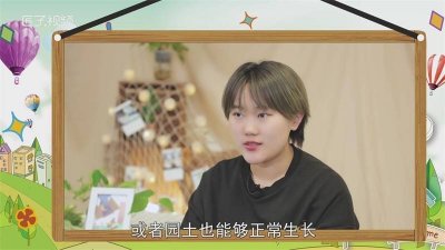 ​金枝玉叶的养殖方法浇水 金枝玉叶一次浇多少水