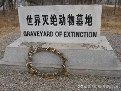 ​“世界灭绝动物墓地”，一首物种灭绝的哀歌。