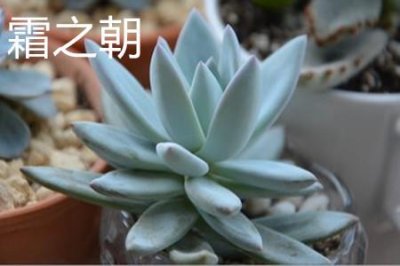 ​霜之朝和蓝黛莲的区别