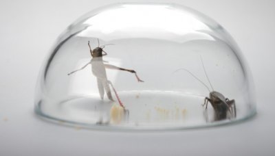 ​金铃子是啥动物