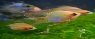 ​在家里一般适合养什么鱼