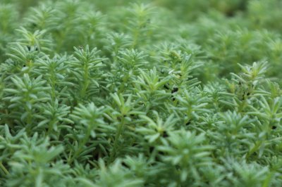 ​薄雪万年草适合露养吗