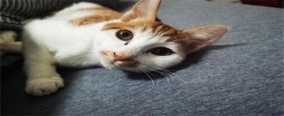 ​猫咪不吃东西怎么办