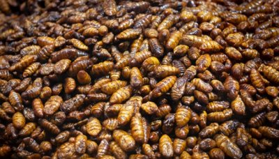 ​蚕蛹是如何形成的