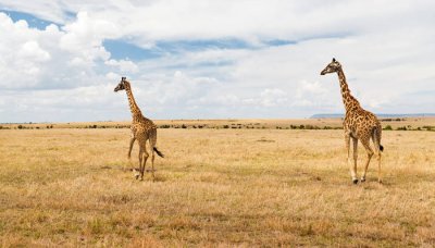 ​长颈鹿是不是鹿科动物 长颈鹿是什么科类的动物