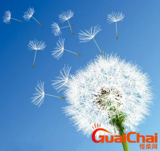 ​蒲公英的花语与寓意 蒲公英的花语文案