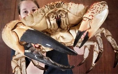 ​世界上最大的十种螃蟹，大闸蟹可排不上号，第一名比人都大？