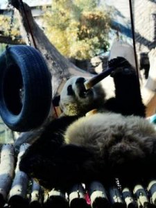 ​熊猫吃竹笋(熊猫吃竹笋图片卡通)