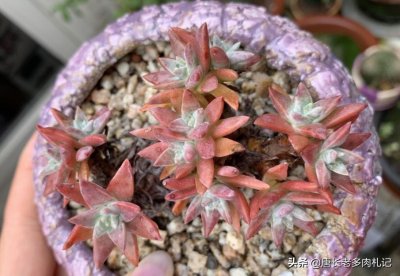 ​多肉白菊是最好养的仙女杯之一，只要让它顺利服盆就很难再出问题